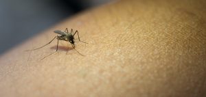 Dengue: prevención y cuidados